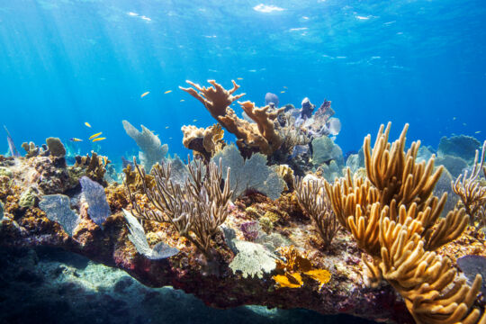 Barrier reef in the Turks and Caicos