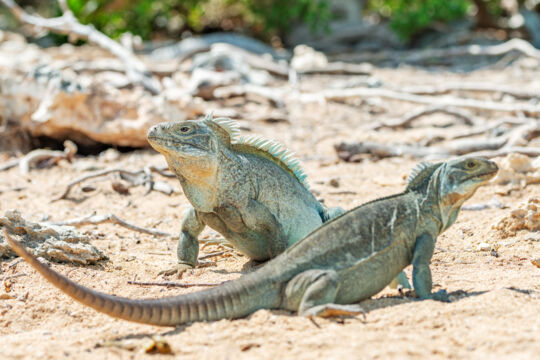 Two Turks and Caicos Islands rock iguanas.