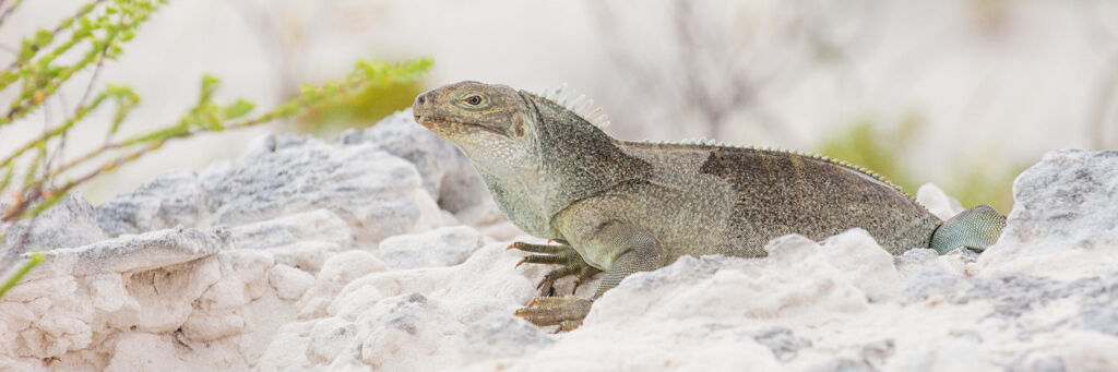Turks and Caicos Islands Rock Iguana at Little Water Cay