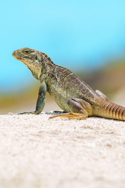 Juvenile Turks and Caicos rock iguana