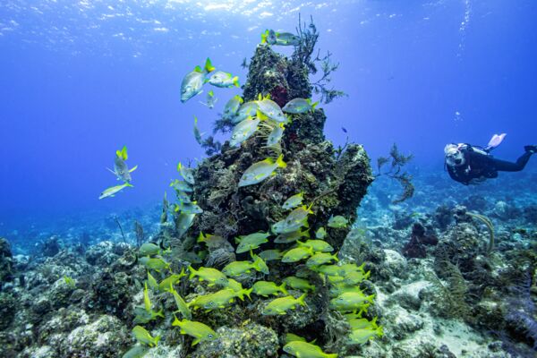 Scuba diver exploring a coral head off Providenciales, Turks and Caicos.