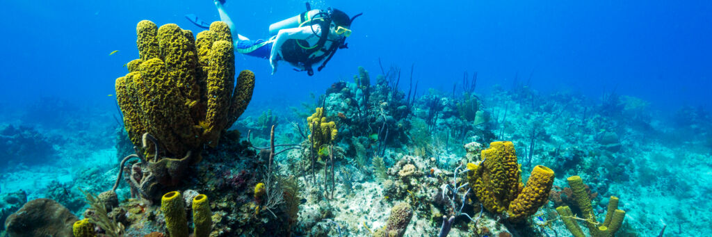 Scuba diving at French Cay.