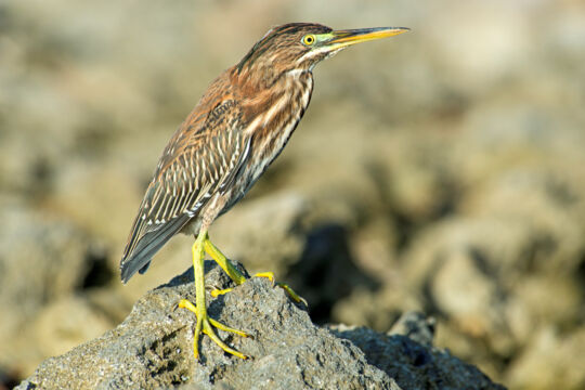 Green Heron at the Northwest Point Marine National Park