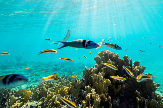 Reef in the Northwest Point Marine National Park