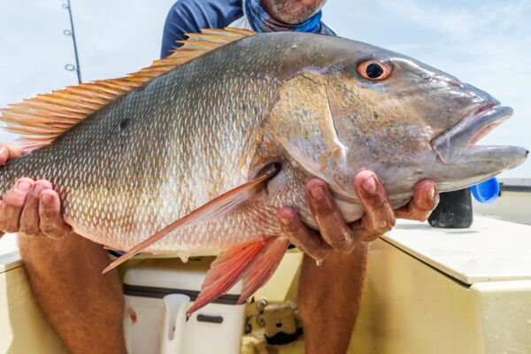 Fisherman holding up a mutton snapper in Turks and Caicos.