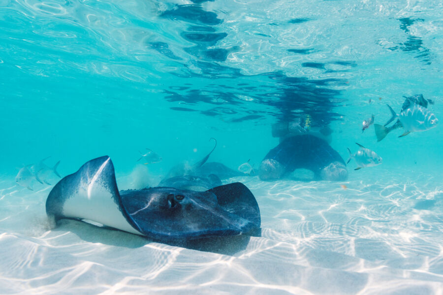 Snorkeling with stingrays at Gibbs Cay near Grand Turk