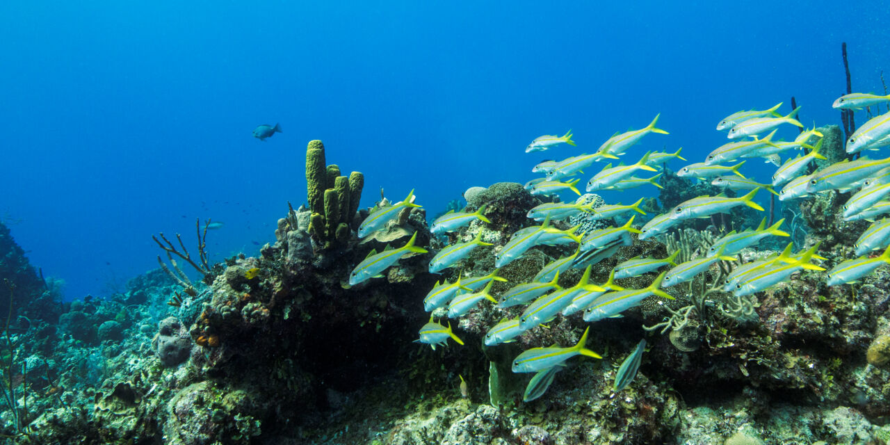 The Best Snorkeling at North Caicos and Middle Caicos | Visit Turks and ...