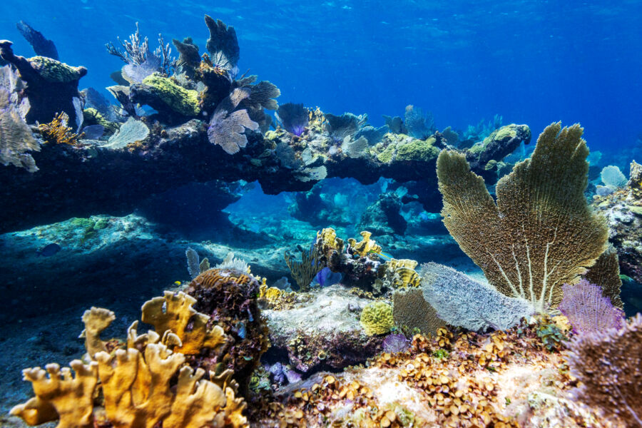 Vibrant coral reef and coral arch
