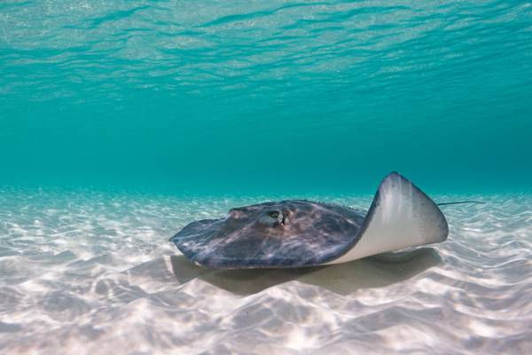 The Best Grand Turk Snorkelling | Visit Turks and Caicos Islands