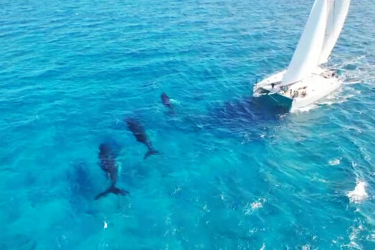 Catamaran in the Turks and Caicos approaching three humpback whales.