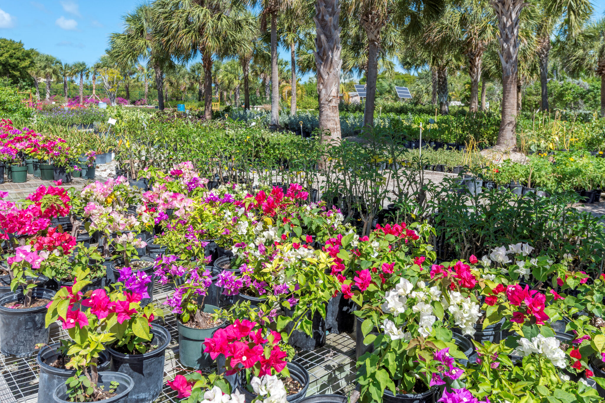 Sunshine Nursery Visit Turks and Caicos Islands