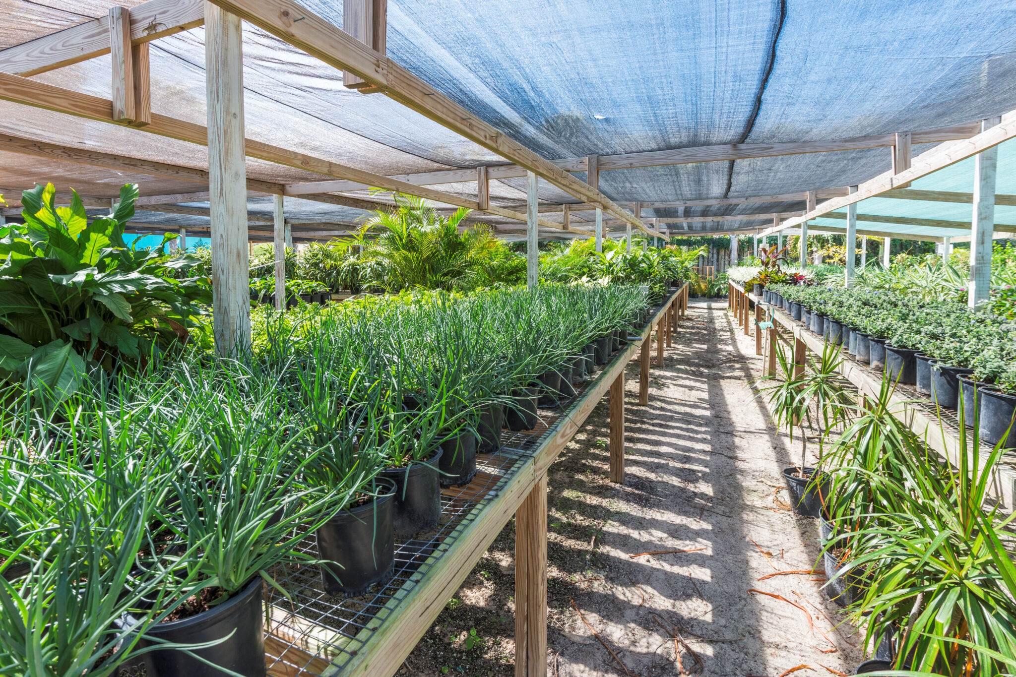 Sunshine Nursery Visit Turks and Caicos Islands