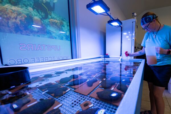 Coral feeding at the Turks and Caicos Reef Fund lab. 