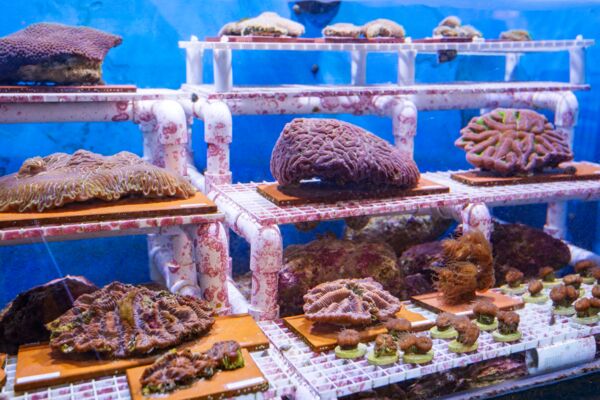 Coral specimens in a blue tank in the Turks and Caicos. 