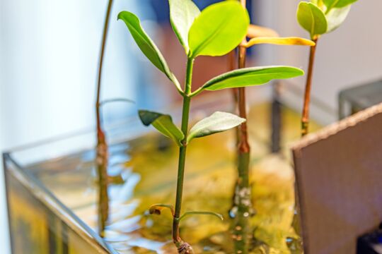 Baby mangrove shoot at a lab in Turks and Caicos. 