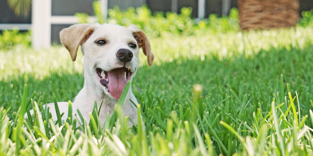 Turks and Caicos Society for the Prevention of Cruelty to Animals ...