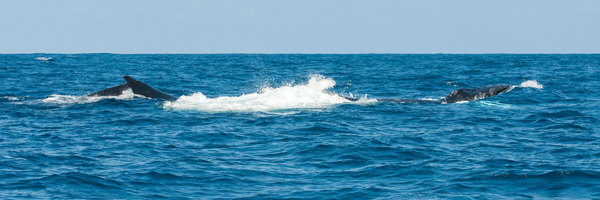 whale watching tours grand turk